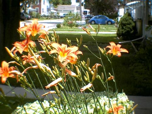 daylilies - Front yard daylilies (more in back).
