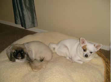 coco and lucy - coconut and her friend lucy