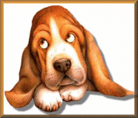 Bassett Hound - It's a real dogs life as you get older!!