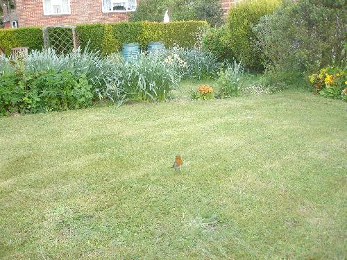 My Robin On The Lawn - This is my robin who follows me to the garden whenever I go. He's like a pet!