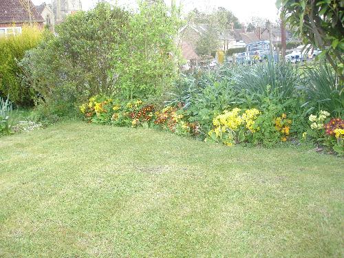 Garden in April - The colourful polyanthus in bloom in April