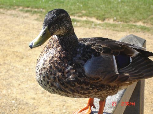 My Duck at Bodiam Castle - This duck and I had a chat when I visited Bodiam Castle.