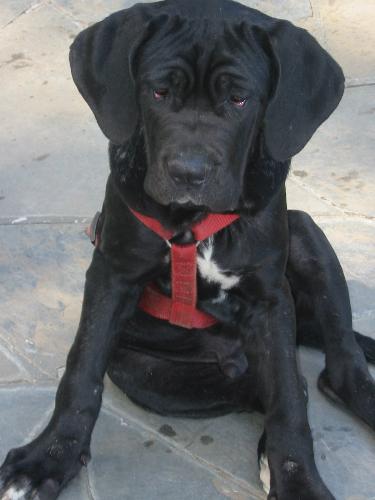 Neapolitan Mastiffs - Our Neapolitan Mastiffs, then 5 month old.
