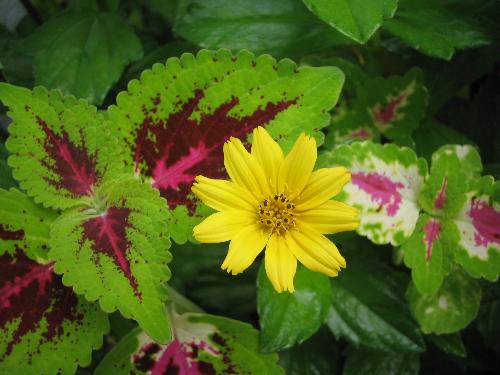 What a lovely Flower - I love to see these nice flower....