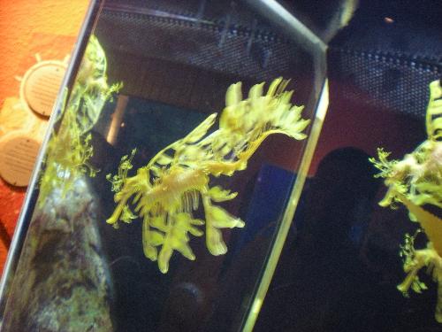 Seahorse - Seahorse that looks like leaves! I forget their actual name. Very cool though.