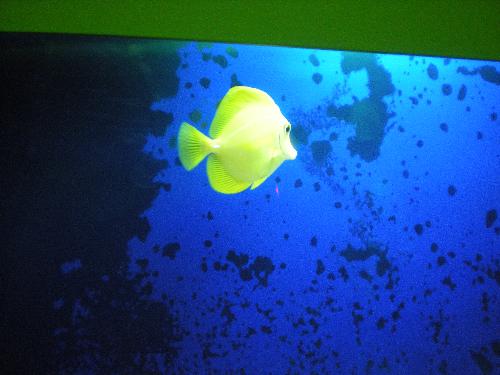 Fish - Cute yellow fish