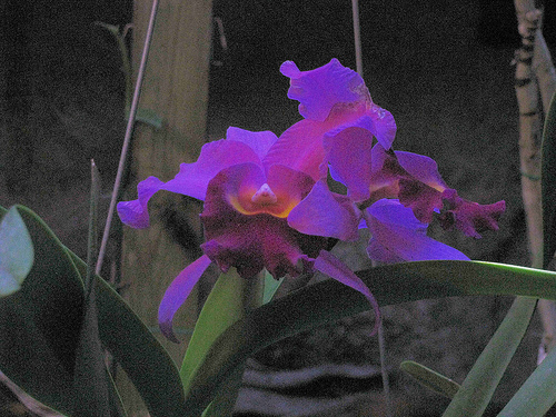 nature - flower from Hawaii