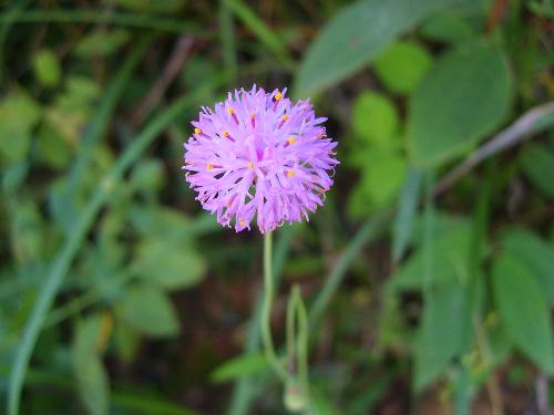ball flower - when my girlfriend and i traveled at guilin last year,we saw the flower on the side of the road.