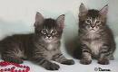 Blazer Kittens - Aren't they the cutest little darlings...