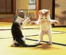 You wanna dance pretty boy? - lol I love cats when they are messing about..