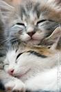 Go sleep dear kitty! - awww cats are so sweet when they are asleep..