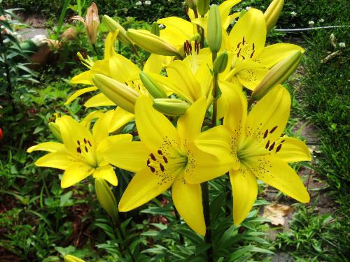 Yelow Tiger Lily - A shot of my yellow tiger lilies opened finally.