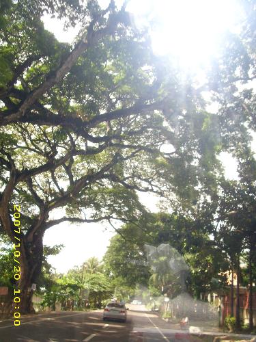 in the shade of trees01 - this path going to the south is my favorite. big, really shady trees line up the side of the road and it just feels heavenly to pass through it. sigh, havent been there in quite a while. wish i could visit there again one day. ^_^