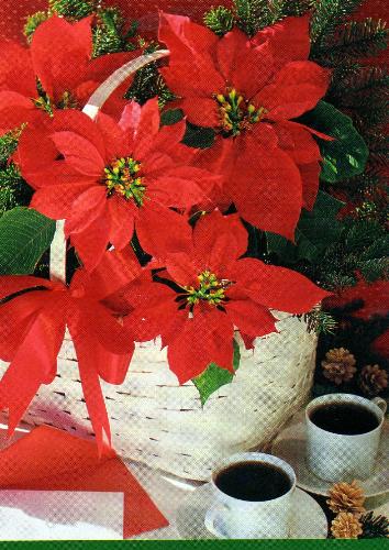 The Poinsettia! - Poinsettia remains the most popular of the holiday plants.One of the most delightful decorations during the Christmas Season. It is a photoperiodic plant. It sets bud and produces flowers as the Autumn nights lengthen.Did you know that December 12 as the National Poinsettia Day?