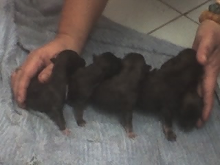 My new born puppies - A bundle of joy