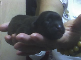 one day old puppy - The only male pup