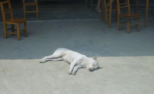 white dog napped - it&#039;s so relaxed