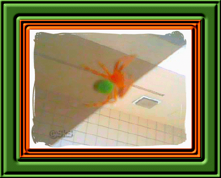 Orange spider with green abodmen - Can you tell me what kind of sider this is?