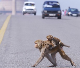 Monkey in a Mess - On coming traffic with Monkey and baby