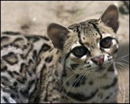 Julian - One of the many cats that live at the Rosamond, California Feline Conservation Center