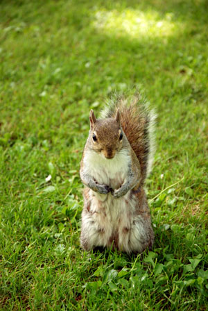 squirrel in botanic garden - A cute squirrel in botanic garden in dublin