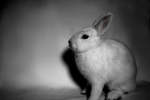 Bunny Rabbit - A picture a minture white bunny rabbit isolated on white. She was not a happy bunny because it took an hour to shoot and lots of lettus.