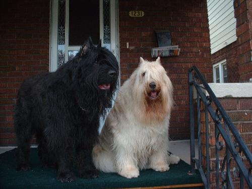 Kowle& Asia Relaxing - My dogs possing for me on the porch