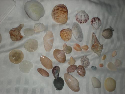Shells - All of the awesome shells I found on Caladesi Island