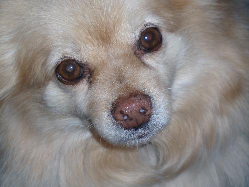 Good Dog - This is my sweet Rico dog...isn't he sweet?