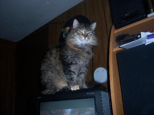 Lucky - Lucky the long-haired tabby sitting on a television