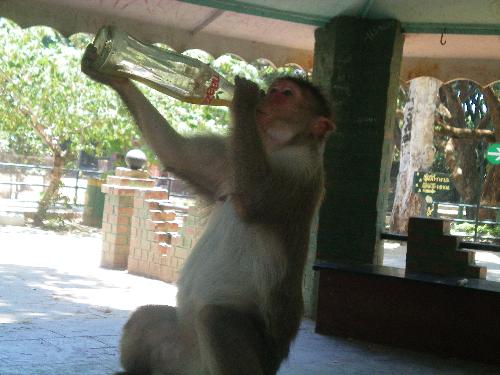 Monkey enjoying a Cool Drink - this photo was taken in the Mysore Zoo.  The Summer heat has probably got to this Monkey too. He just could not resist the Cola offered by the Tourists to the Zoo.  By the way, have you been to the Mysore Zoo???