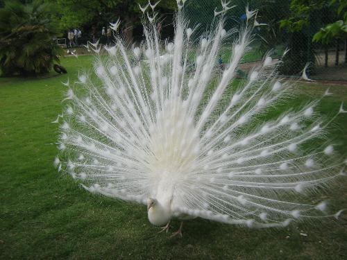 white peacock - i saw this beautiful white peacock in Hangzhou in china