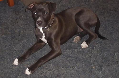 Dyna - This is Dyna when she was younger....and smaller!