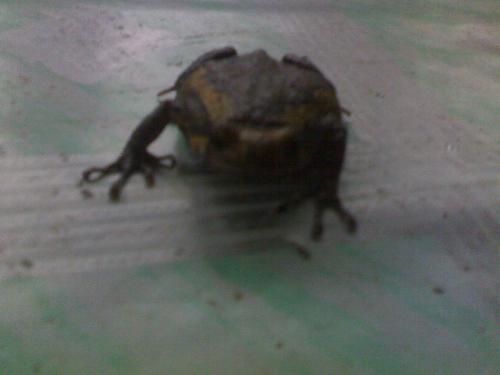 Cute frog - This frog is so cute and picture when it comes to some house in pangasinan that I visited