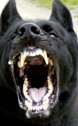 aggressive dog - Dogs can be really cute and charming but you never know what sort of dog is standing in front of you. He might be very aggressive. Look out!
