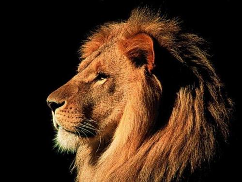 Lion - Srilanka's national animal.