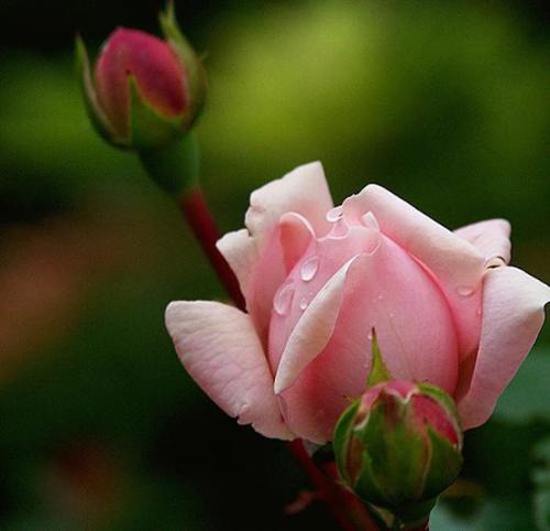 Rose - Pink Rose Crying