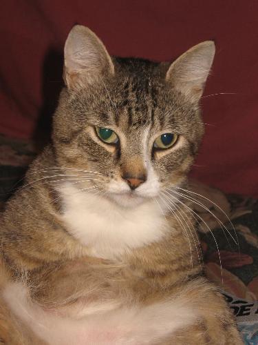 My Gray Tabby  - This is my gray tabby he&#039;s quite the character and so lovable!