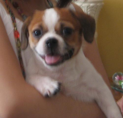 hairless shih tzu - our doggy!