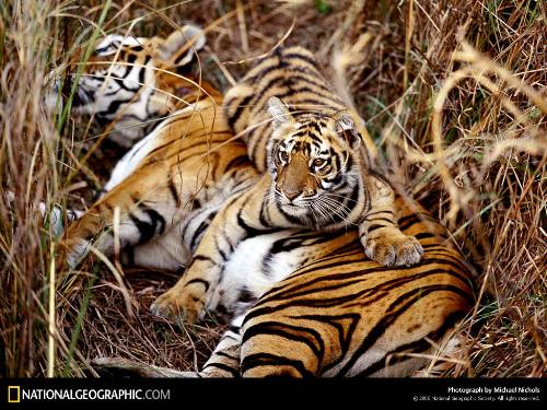 sleeping tiger - courtesy: National geographic.com