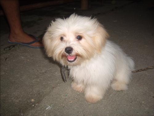 my shih tzu - my shih tzu.