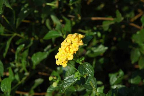Araku Flora - Araku is a beautiful tribal village in the state of AP,India.It's lush greenery and the simplicity of the tribals are the attractions to the tourists.