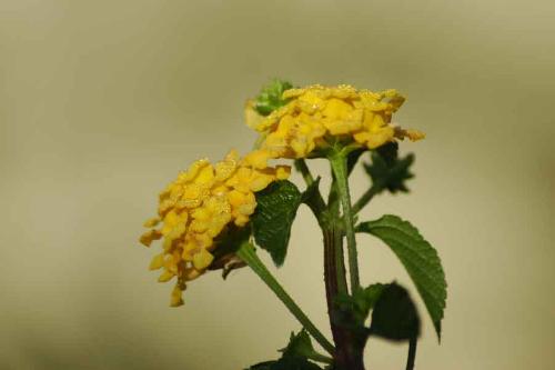 Araku Flora - Araku is a beautiful tribal village in the state of AP,India.It's lush greenery and the simplicity of the tribals are the attractions to the tourists.