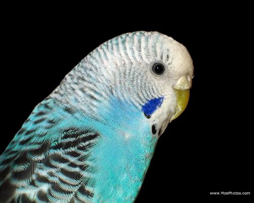 Budgerigar - A blue budgerigar is seen in the photograph.It is a native of Australia and abounds in Eucalyptus trees.Budgerigars are also kept as pets in homes.