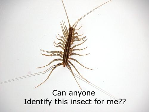 Bugs - We found this bug in our bathtub in California. Good thing I am not afraid of bugs. My husband isnt' fond of them, so he called ME! Turns out, it's a centipede of sorts that is actually a good centipede. They eat spiders and such around the garden. I was sad that I ended up killing him trying to get him out. Have any of you seen one of these before?