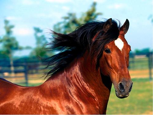 animals - animals-horse
