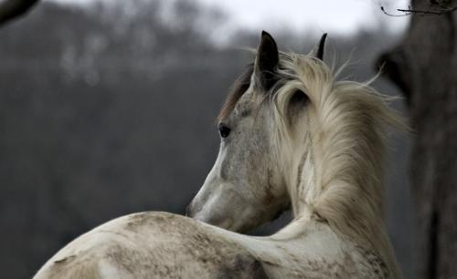 animals - animals-horse