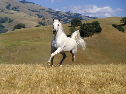 animals - animals-horse