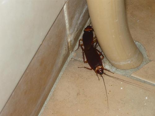 Roaches - The sight I hate most to see!