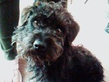 Marley so cute  - Marley my dog, so very cute, yes, he is.